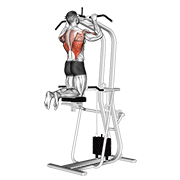 Exercise form demonstration
