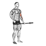 barbell bicep curl