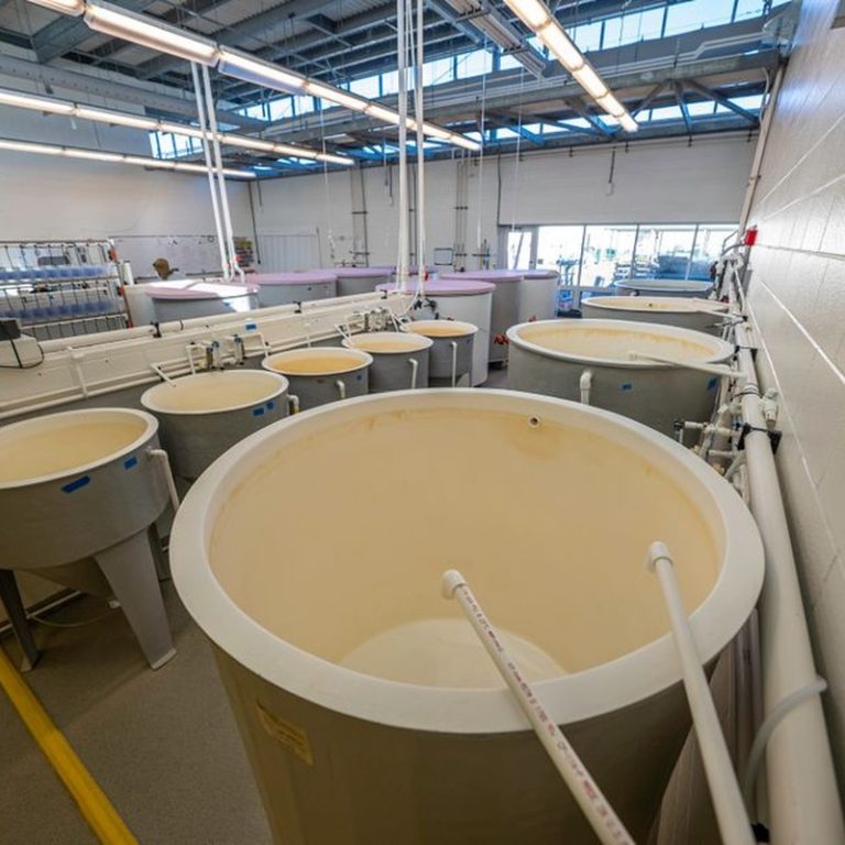 Interior of a modern industrial factory with large plastic tanks for processing.