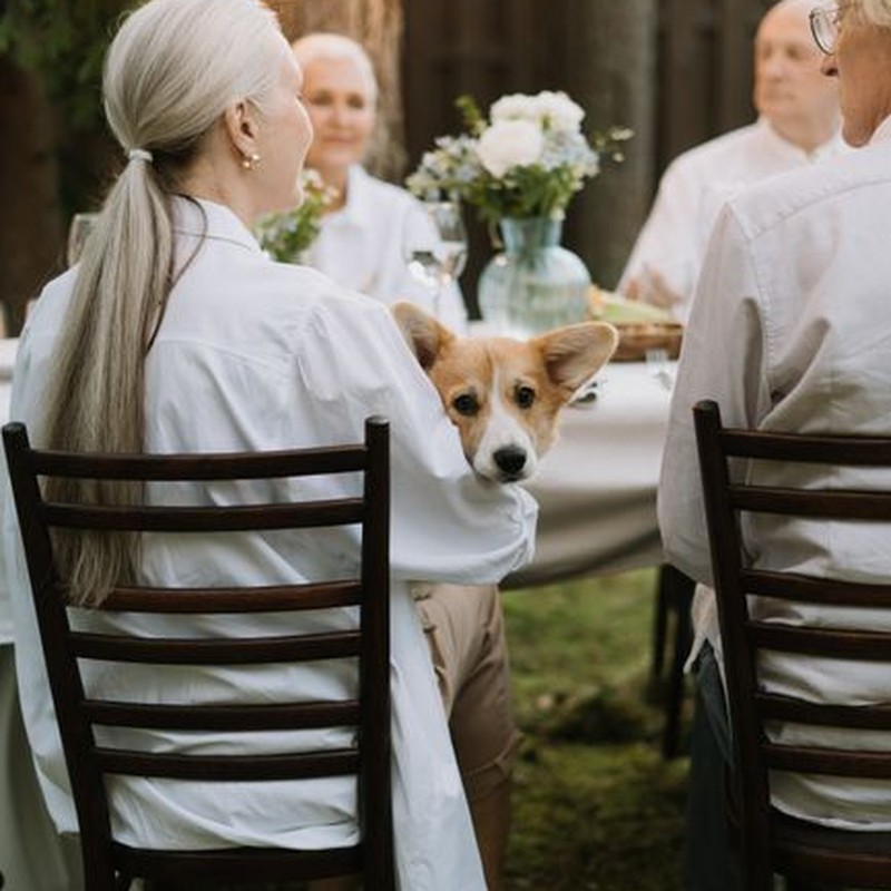 Elderly friends enjoy an outdoor dinner party with a corgi dog.