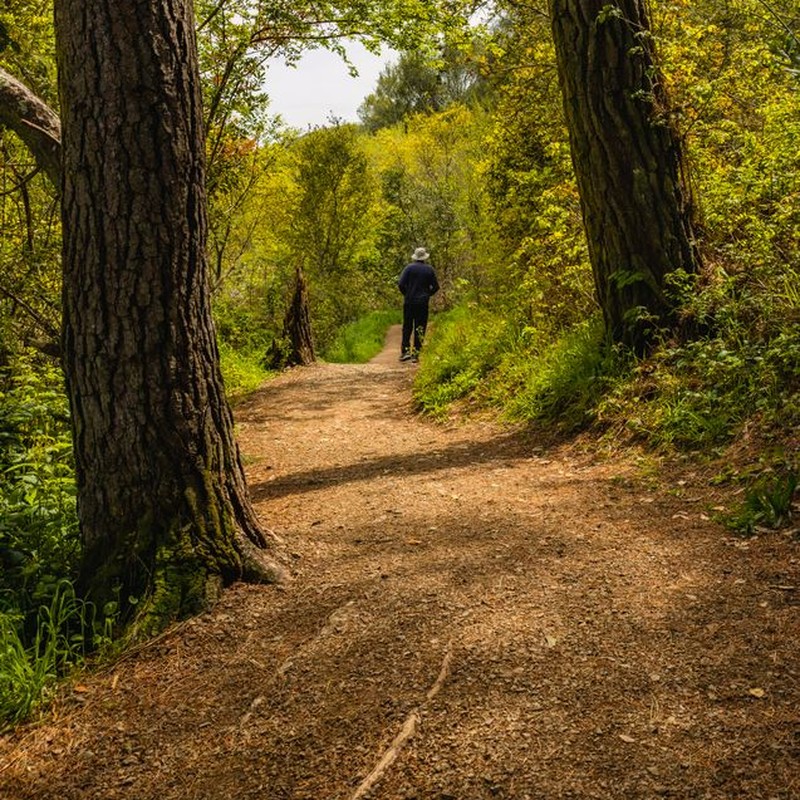 A person walks alone on a peaceful forest trail surrounded by lush greenery.