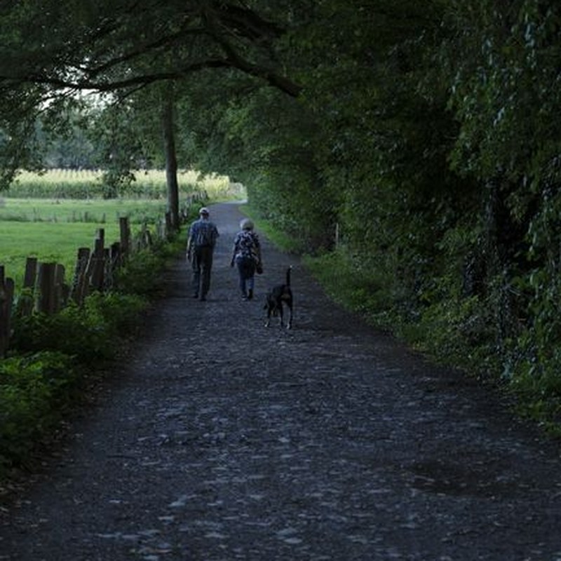 A couple with a dog walks down a cobbled rural road through a dense forest area.