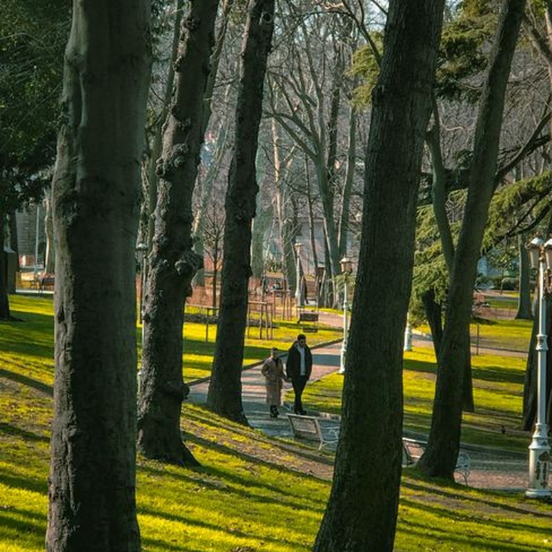 Two people walking through a peaceful park surrounded by tall trees and green grass.